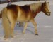 Kůň v zimě (1).JPG